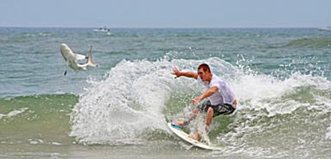 Surftherenow Com New Smyrna Beach Florida Shark Attack Capital Of The World