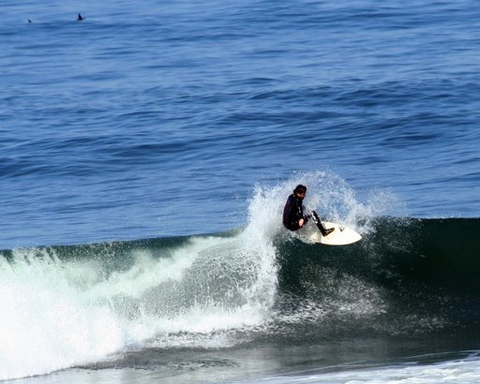 shark-ocean-beach.jpg