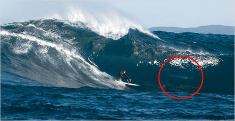 shark in wave behind surfer