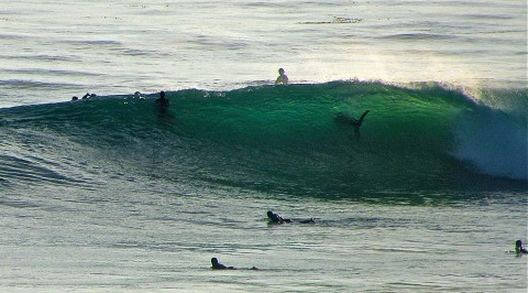 Shark Swamis Surf Surfer Wave